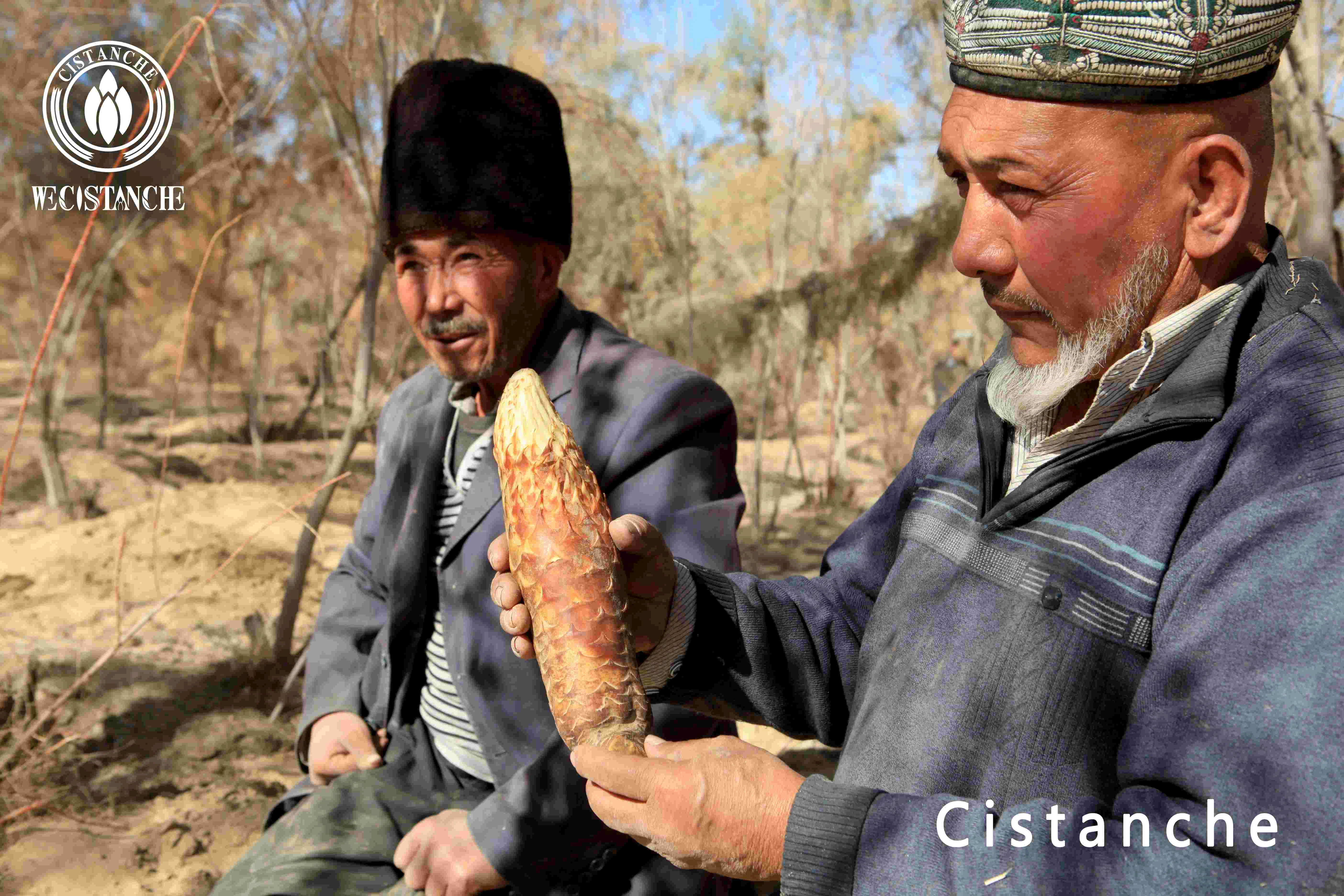 Cistanche Tubulosa