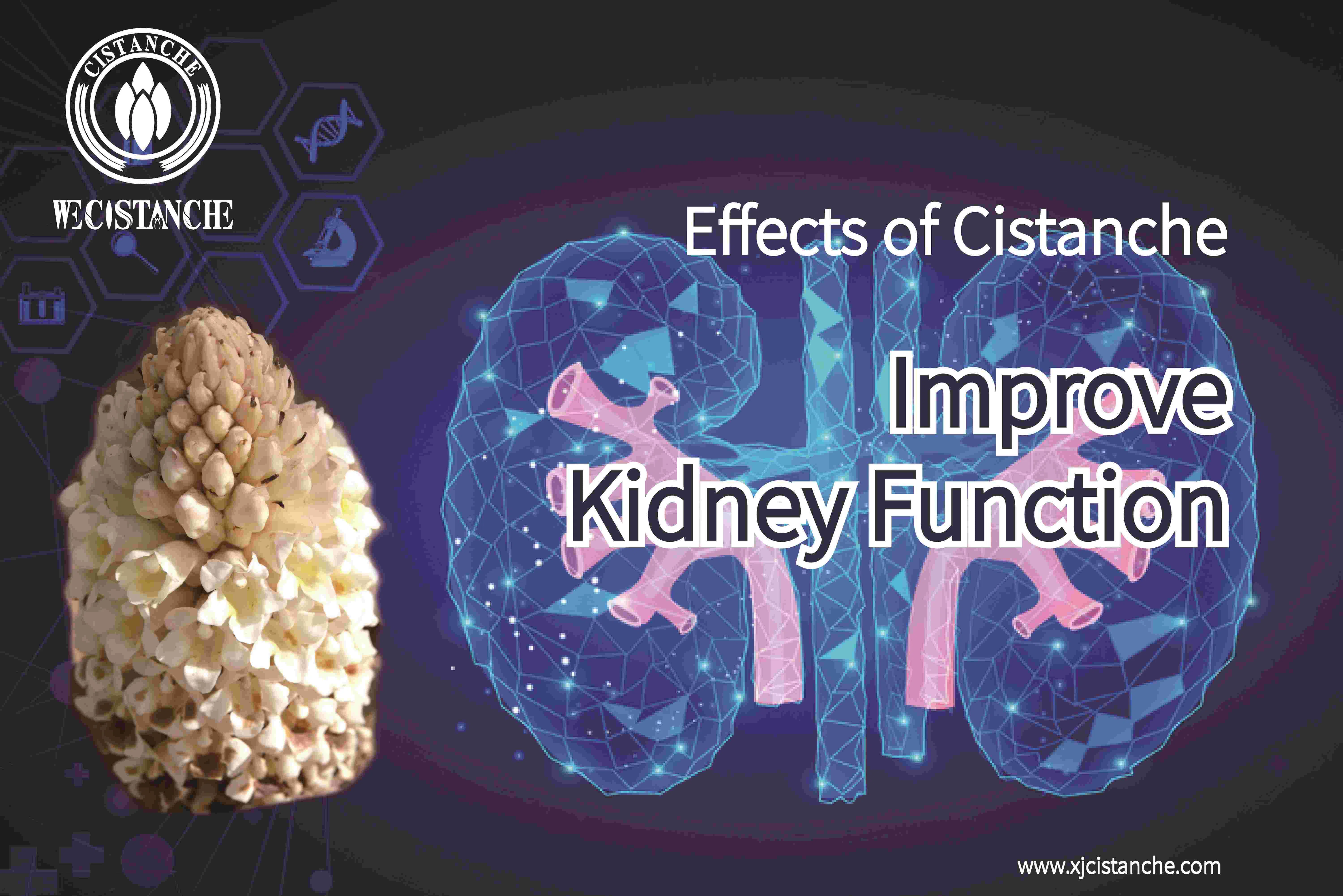 improve kidney function Cistanche 
