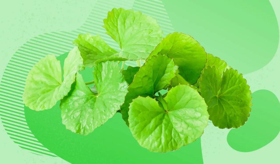 Centella Asiatica Extract Powder