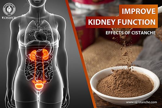 Cistanche for improving kidney function Cistanche for improving kidney function