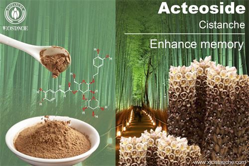 Cistanche improves memory