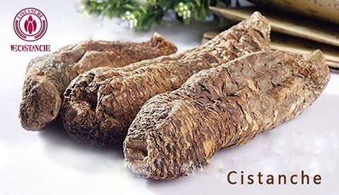 Cistanche desertiloca Cistanche desertiloca