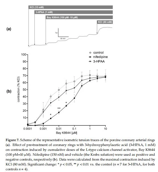 Figure 7. Scheme of the representative isometric tension traces of the porcine coronary arterial rings (a). Effect of pre-treatment of coronary rings with 3-hydroxyphenylacetic acid (3-HPAA, 1 mM)on contraction induced by cumulative doses of the L-type calcium channel activator, Bay K8644 （100 pM-10μM）. Nifedipine（150 nM） and vehicle（the Krebs solution） were used as positive and negative controls, respectively (b). Data were calculated from the maximal contraction induced by KCl(80 mM).Significant change:*p<0.05,**p<0.01 vs.the control (n=7 for 3-HPAA, for both controls n=4).