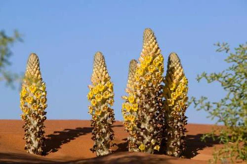 cistanche tubulosa extract