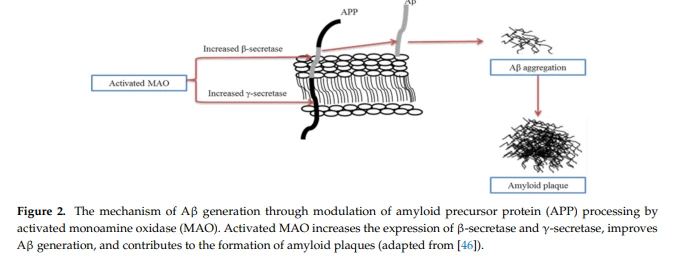 The mechanism of Aβ generation through modulation of amyloid precursor protein (APP) processing by activated monoamine oxidase (MAO) The mechanism of Aβ generation through modulation of amyloid precursor protein (APP) processing by activated monoamine oxidase (MAO)