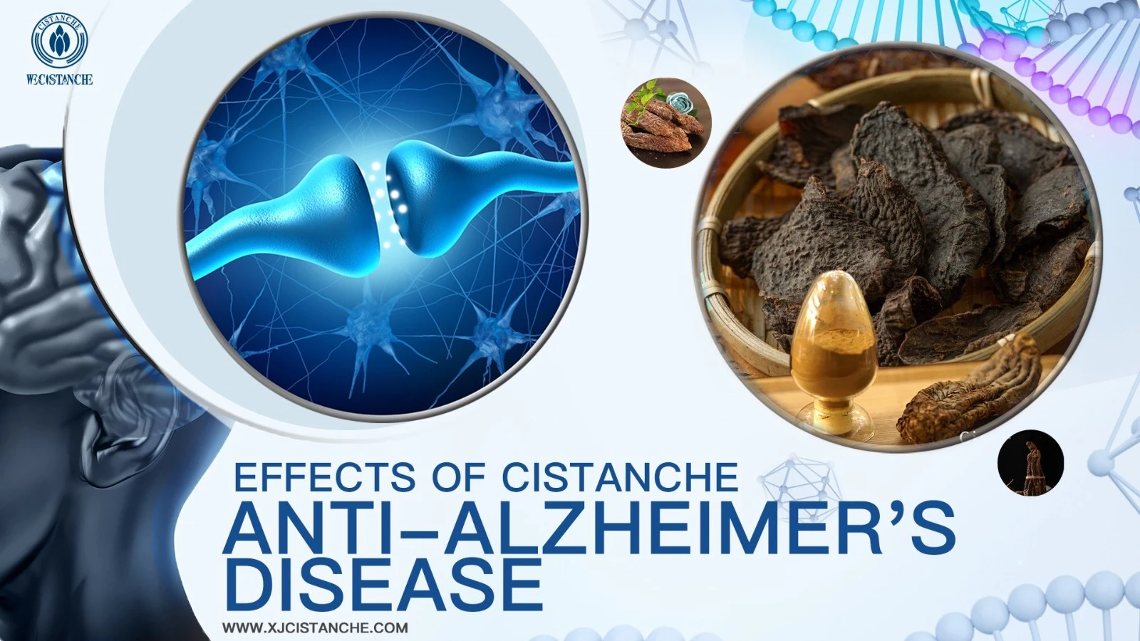 cistanche beneficios cistanche beneficios