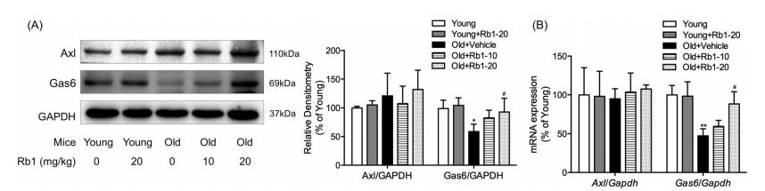 cistanche age-related vascular impairment