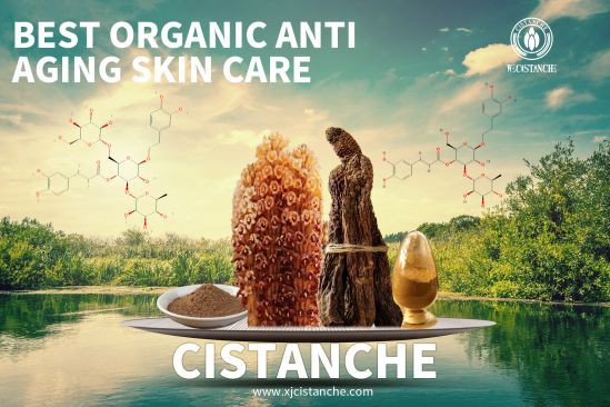 cistanche age-related vascular impairment