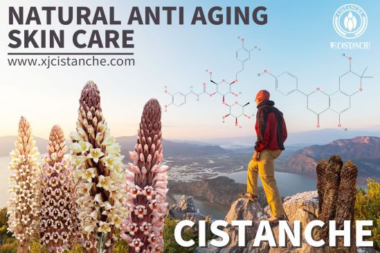 cistanche age-related vascular impairment