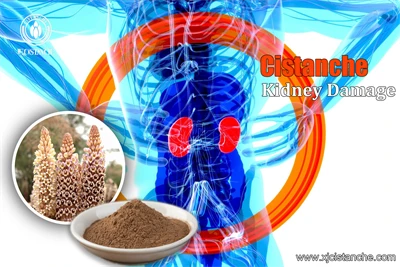 cistanche nedir