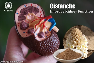 cistanche gnc