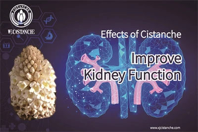 Cistanche benefits