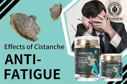 cistanche tubulosa for combating fatigue