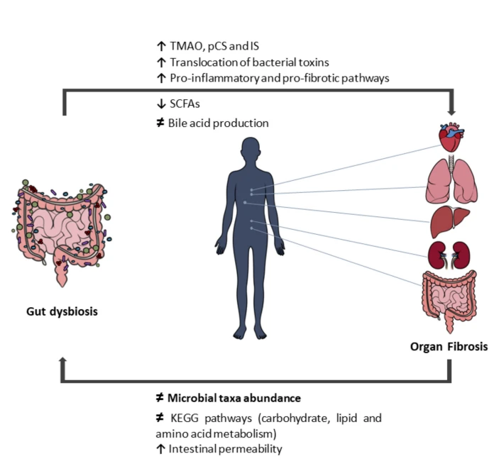 HERBAL CISTANCHE FOR KIDNEY FIBROSIS HERBAL CISTANCHE FOR KIDNEY FIBROSIS